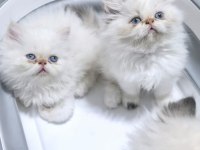 Safkan İran kedisi yavruları