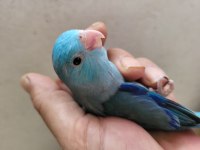 FORPUS DAMIZLIK YEME DUSEN YAVRULAR URETICIDEN 2 AYLIK BEBEK