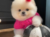 Efsane Dişi Pomeranian