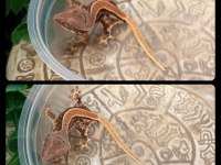 CRESTED GECKO YAVRULAR