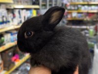 CÜCE NETHERLAND DWARF TAVŞANLAR