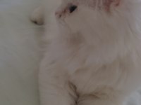 kedi İlanı persian