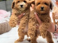 Maltipoo Yavrularımız