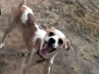 Jack Russell Terrier Erkek 6 Aylık Takas Veya Uyguna