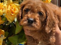 Sevimli Maltipoo yavrularımız