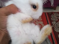 Teddy Hollanda lop yavru tavşan