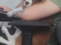 Köpeğimiz Tarçına Yeni Aile Arıyoruz
