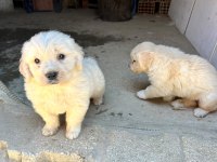 Dişi Golden Retriever