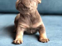 Blue French Bulldog Yavrularımız