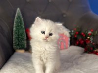 BRİTİSH LONGHAİR BRİTİSH WHİTE