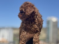 Kore toy poodle yavrularımız