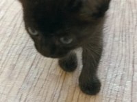 Kedimiz Puffy aile arıyor