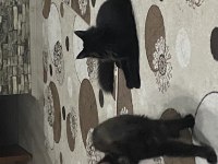 Koca Maine Coon Bebekler