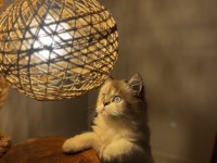 2 aylık British long hair blue point