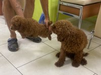 Toy Poodle Yavrular Irk Sağlık Garantili