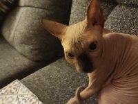 Sphynx Sfenks Kedimiz Yavru
