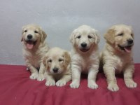 Sevimli ve Oyuncu Golden Yavrularımız