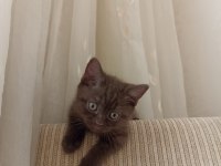 Scottish fold kedimin yavruları