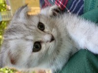 Scottish fold-british long hair