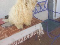 Maltese terrier 10 aylık erkek safkan
