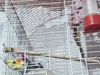 Çift sultan papağanı yumurtalı