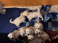Golden Retriever Adrese Teslim Kapıda Ödeme Yapabilirsiniz