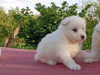 KAR BEYAZ SAMOYED YAVRULAR ÇİFTLİKTEN