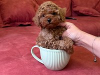 BEBEK TOY POODLE 