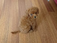 Poodle çikolata ya yuva