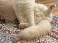 Eşleştirme ilanı scottish fold kedimiz için
