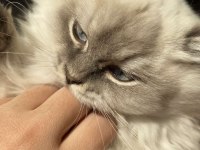 Dünya güzeli british longhair kızımız ailesini bekliyor