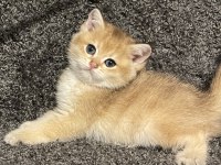 Anne Baba Şecereli Safkan Golden British Shorthair Erkek