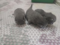British shorthair yavrularımız yeni yuvasını bekliyor