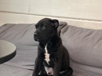 Safkan şecereli A+ cane corso