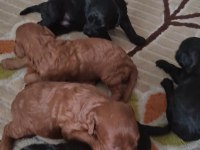 4 Toy Poodle Bebekler