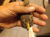 Erkek kanarya