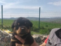 Rottweiler yavrularımız