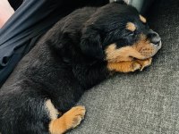 2 aylık bebek rottweiler
