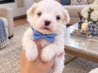 KUCUK MINIK KÖPEKLER