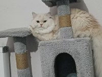 Chinchilla cins kedimiz