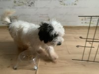 Saf Kan morkie maltess 2,5 aylık erkek