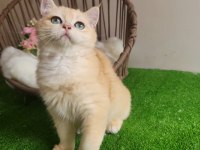 British Shorthair Yakışıklı Yavru Karşınızda