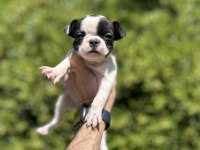 Sevimli ve Maskeli French Bulldog Yavrularım