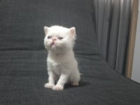 Erkek exotic shorthair kediler