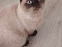 8 aylık british longhair