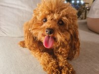 KORE YAVRUSU A KALİTE TEACUP RED BROWN TOY POODLE YAVRULAR