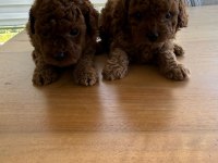 TOY POODLE YAVRULARIMIZ