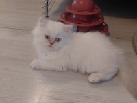 British longhair erkek kedimiz
