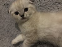 Scottish fold yavrularım erkek-dişi