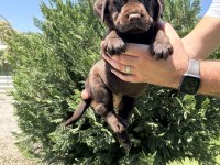 Irk garantili labrador retriever yavrular